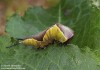 hranostajník vrbový (Motýli), Cerura vinula (Lepidoptera)
